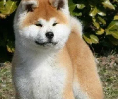 秋田犬|秋田犬被大狗吓着了一天不吃饭怎么办