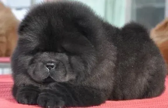 松狮犬|胆量的培养对提高松狮犬能力的重要性