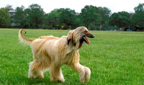 阿富汗猎犬怎么来的 最古老的猎犬犬种之一 | 阿富汗猎犬