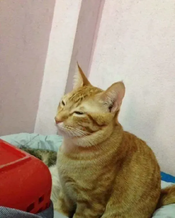 模范猫爸全程陪产还帮忙带小孩 超暖心 | 猫