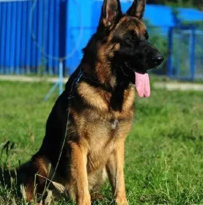 德国牧羊犬|可以给德国牧羊犬染发吗 会有伤害吗