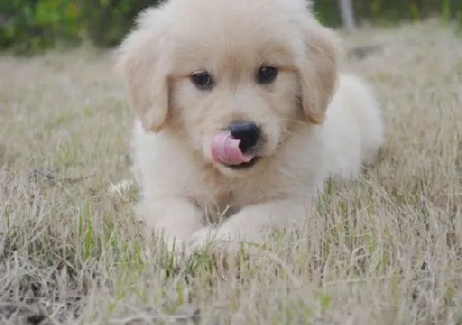金毛|喂养金毛犬最不可缺少七大营养物质
