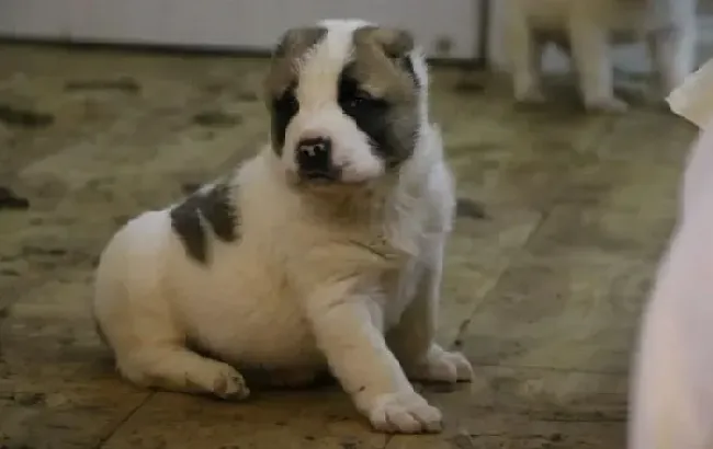 中亚牧羊犬|中亚牧羊犬眼睛睁不开，有些红肿，没事吧