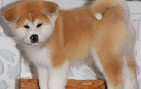 秋田犬|看秋田犬的毛发能看出它的年龄么