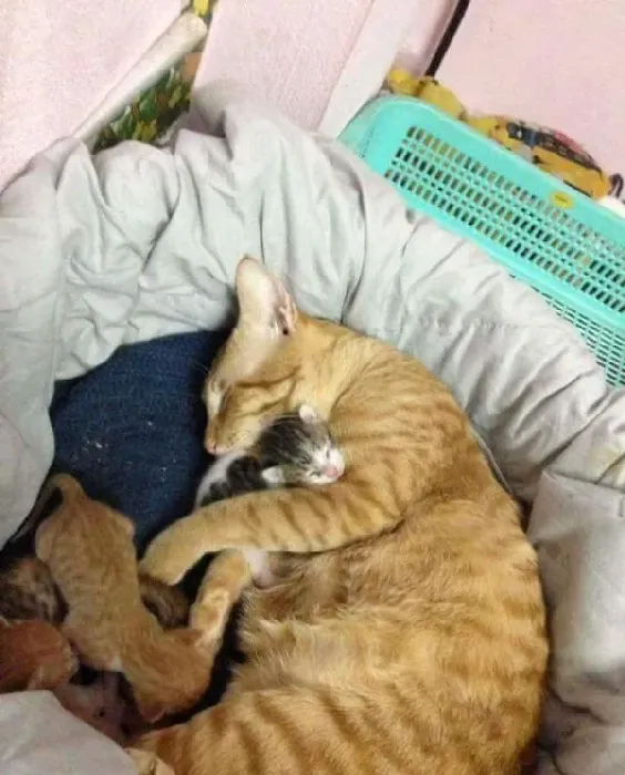 模范猫爸全程陪产还帮忙带小孩 超暖心 | 猫