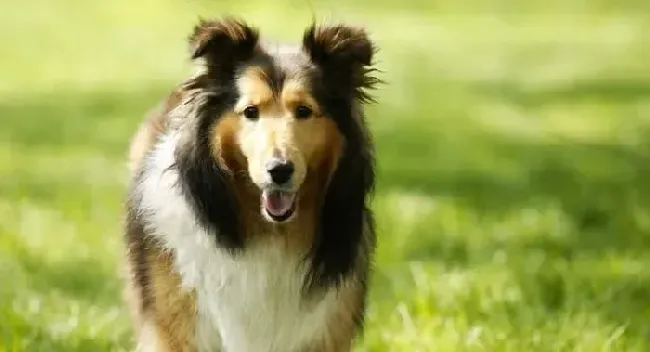喜乐蒂|如何护理妊娠期的喜乐蒂犬及分娩注意事项
