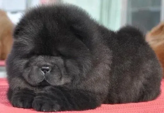 松狮犬|两个月的松狮犬总吃不饱 应给它多少食物呢