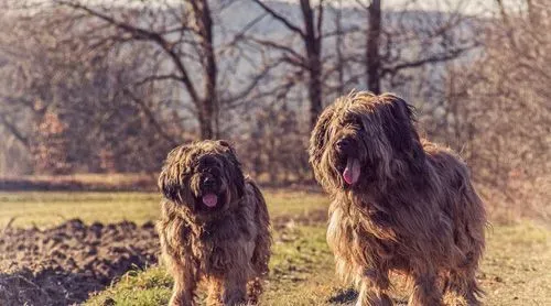 伯瑞犬的价格    波动不大一千至三千 | 伯瑞犬