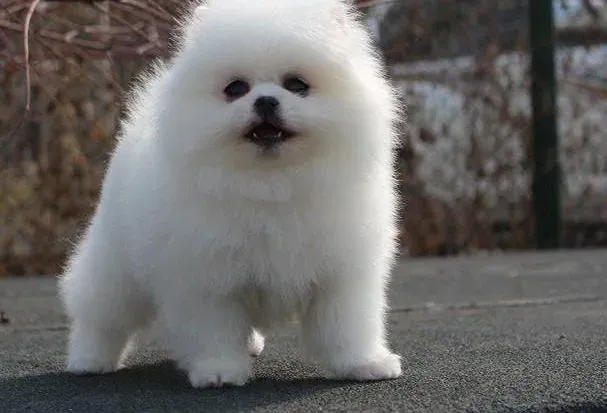 博美犬|狗狗生理知识大全  肯定有你想知道的
