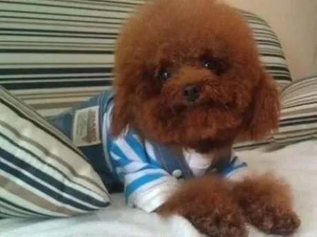 贵宾犬|贵宾犬在生理上有哪些养护要点