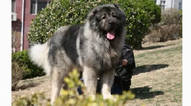 高加索犬|请不要忘记经常给高加索犬洗脸