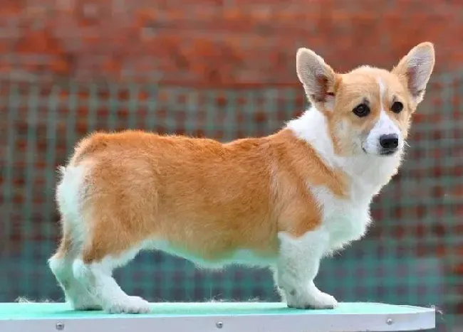 柯基犬|柯基犬在食用饺子和包子时须提高警惕