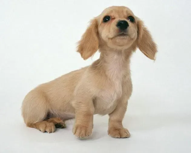 腊肠犬|健康新生命 让新生腊肠犬远离寄生虫