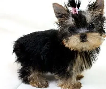 约克夏|关于约克夏吃的学问你掌握多少