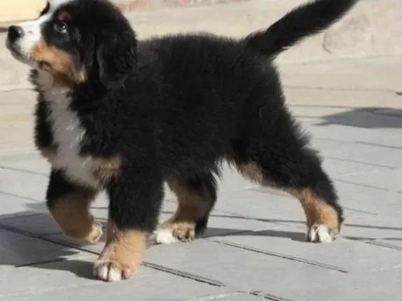 伯恩山犬|伯恩山犬就是不愿意在厕所大小便怎么训练