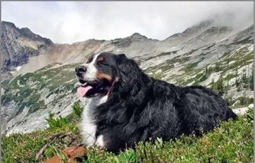 伯恩山犬特点 伯恩山犬是个勇敢安静且对人友善 | 伯恩山犬