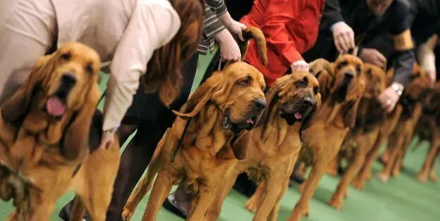 寻血猎犬吃什么狗粮好 换狗粮要注意过渡 | 寻血猎犬