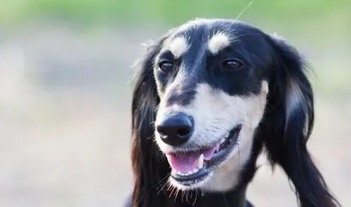 萨路基猎犬的智商 萨路基猎犬聪明伶俐 | 萨路基