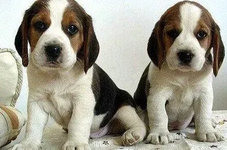 比格犬|比格犬骨折的处理方法