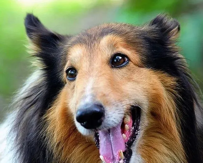 苏格兰牧羊犬会掉毛吗 苏牧掉毛的原因 | 苏格兰牧羊犬