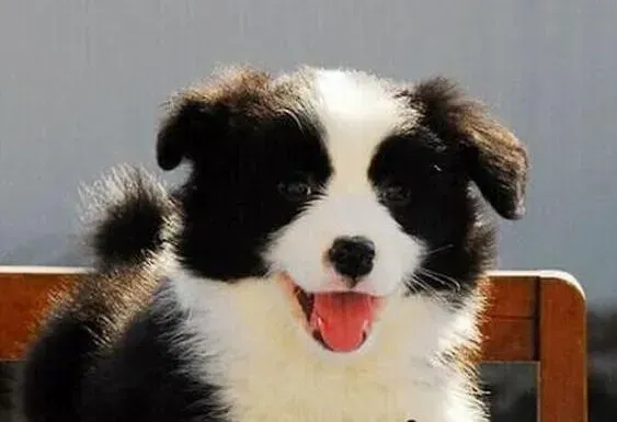 边境牧羊犬|边境牧羊犬得了螨虫皮肤病 求治疗方法