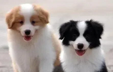 边境牧羊犬|边境牧羊犬拉稀，不吐如何改善这个情况