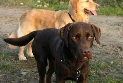 拉布拉多|饲养拉布拉多犬如何能够做到方法得当
