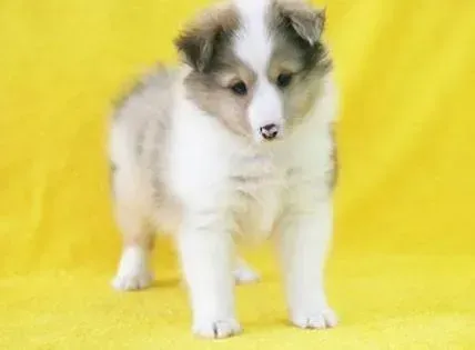 喜乐蒂|可爱的喜乐蒂犬口臭就很不可爱了