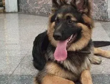 德国牧羊犬|让德国牧羊犬有美丽的被毛可以这样做
