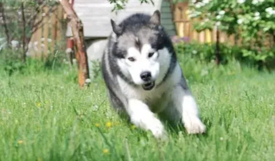 阿拉斯加犬|五个步骤让你的阿拉斯加雪橇犬不再吃便便