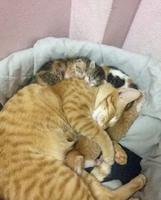 模范猫爸全程陪产还帮忙带小孩 超暖心