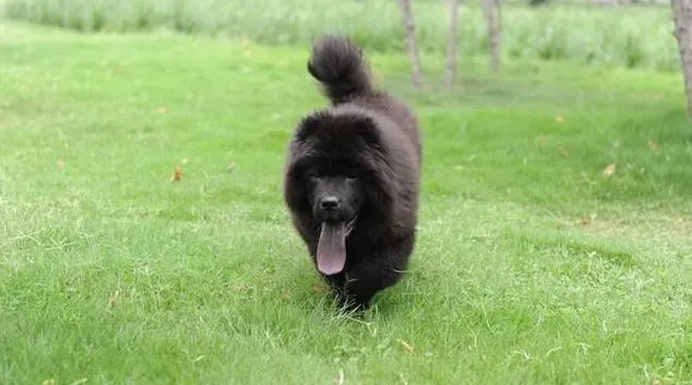 松狮犬|毛发护理学 怎样让松狮犬的毛发更健康