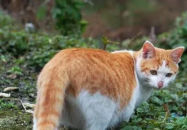 母猫发情症状 母猫在发情时食欲减退 | 猫