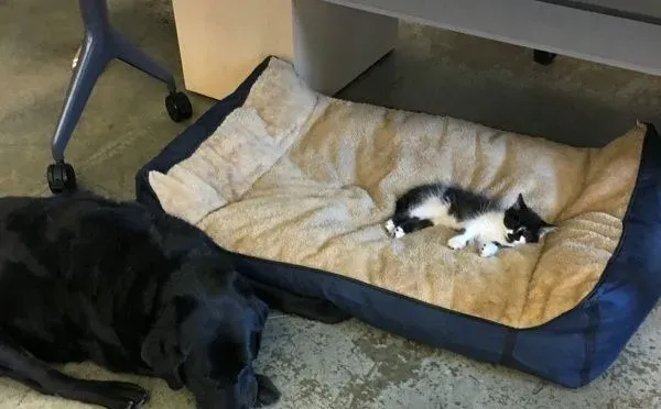 超霸气的助理猫咪 给狗狗上课成为狗狗班长 | 猫