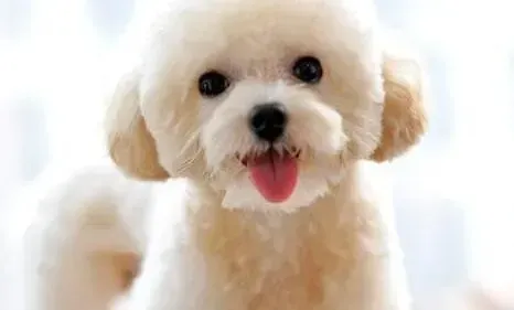 贵宾犬|贵宾犬鼻头开始掉毛是什么情况