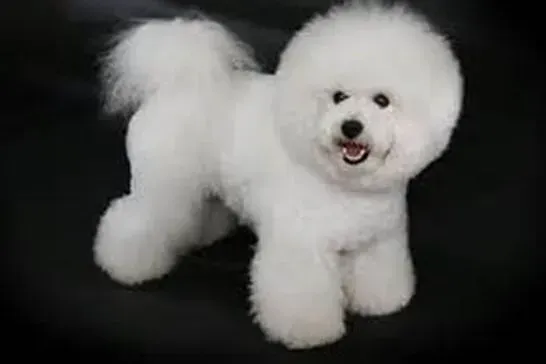 比熊犬|好嗓子无隐患 治疗比熊犬咽炎的有效方法