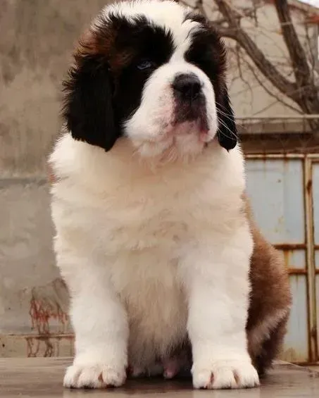 圣伯纳犬|圣伯纳犬最近总呕吐是什么毛病