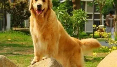 金毛|金毛犬的随行训练要从小开始