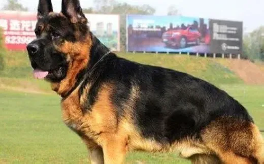 德国牧羊犬|爱犬跟我训 让德国牧羊犬与主人形影不离