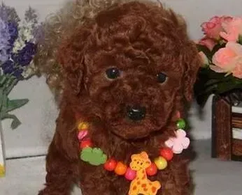 贵宾犬|贵宾犬吃狗粮干咳呕吐是为什么