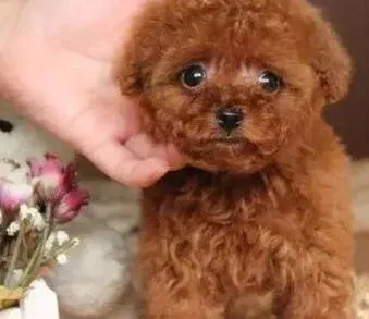 贵宾犬|人类最适合的伴侣动物犬种——贵宾犬