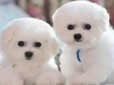 比熊犬|一个月的比熊犬不爱吃饭是什么问题