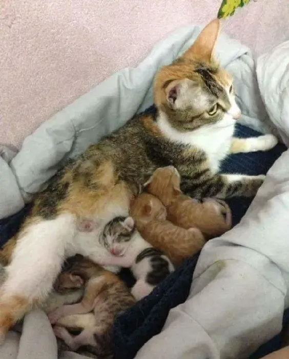 模范猫爸全程陪产还帮忙带小孩 超暖心 | 猫
