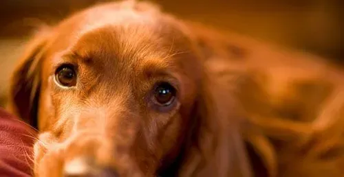 金毛犬好训练吗 大小便的训练方法 | 金毛犬
