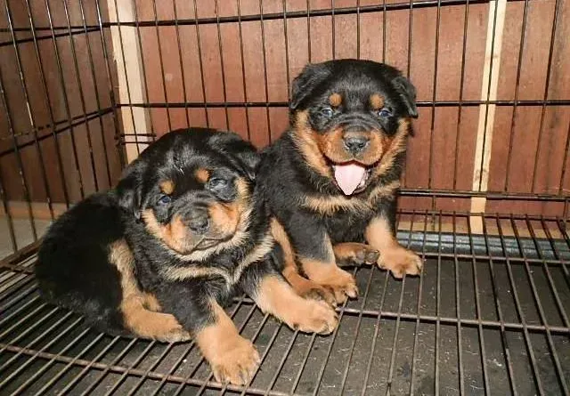 罗威纳犬|两个月的罗威纳犬不爱吃狗粮怎么办