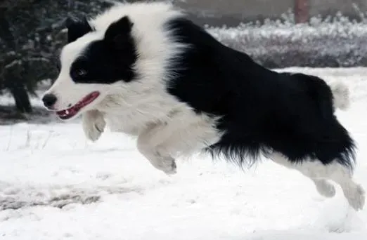 边境牧羊犬|高级训练营 训练边境牧羊犬要谨遵的原则