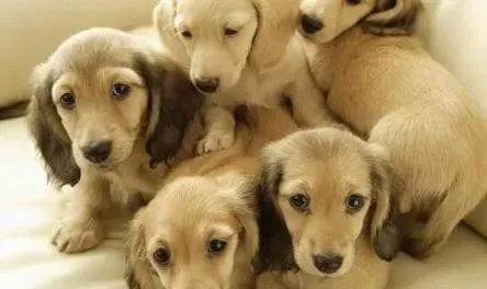 腊肠犬|新手必备之训练腊肠犬学会淡然面对不同的人群