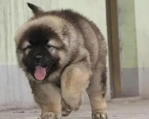 高加索犬|高加索犬吃完驱虫药后一直拉稀为什么