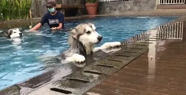 雪橇犬准备进行游泳特训 高举双手投降求饶 | 狗