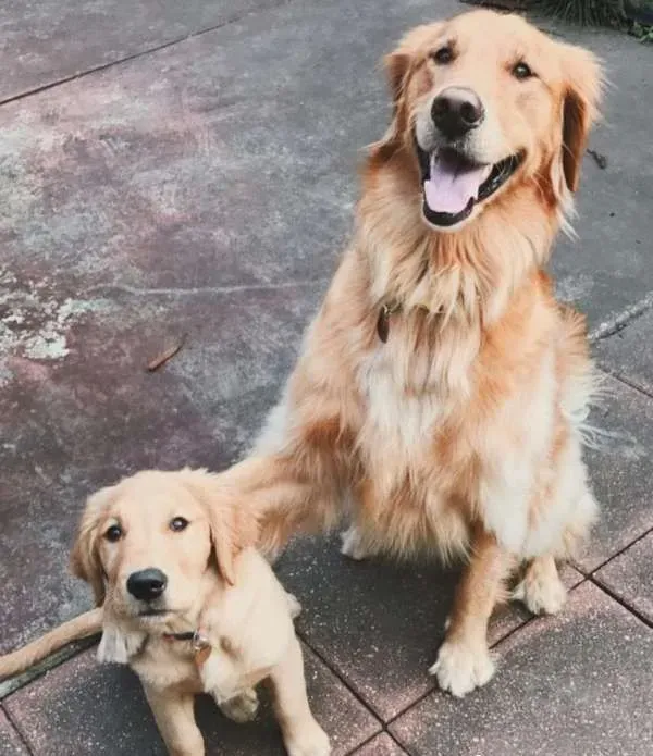 成长速度很快的妹妹 始终是黄金猎犬的小不点 | 狗